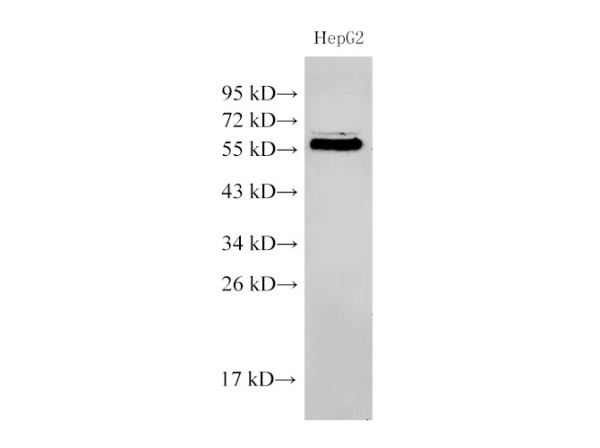 PDCD4 Polyclonal Antibody (E-AB-40340)