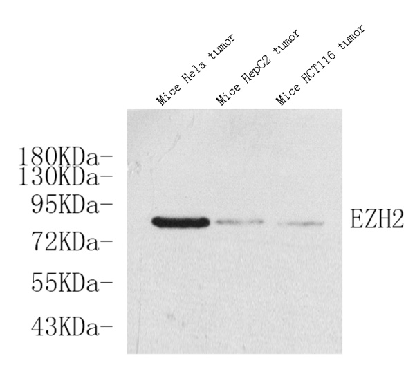 EZH2 Polyclonal Antibody (E-AB-70131)