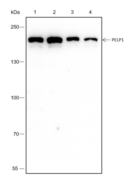 Recombinant PELP1 Monoclonal Antibody (AN301625L)