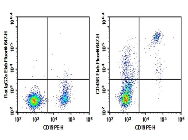 Purified Anti-Mouse CD45RO/B220 Antibody[RA3-6B2] (AN004280P)
