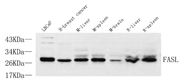 FASLG Polyclonal Antibody (E-AB-70036)