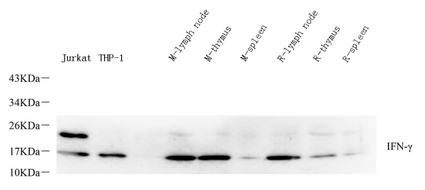 IFNG Polyclonal Antibody (E-AB-70347)