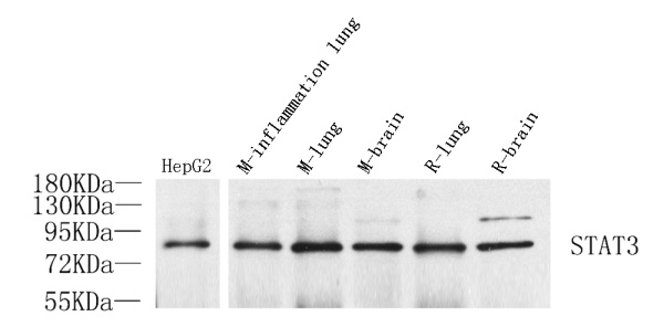 STAT3 Polyclonal Antibody (E-AB-70074)