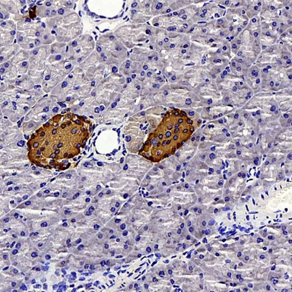 Insulin Polyclonal Antibody (E-AB-70202)