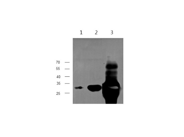 TNNI3/cTn-I Polyclonal Antibody (D-AB-10070L)