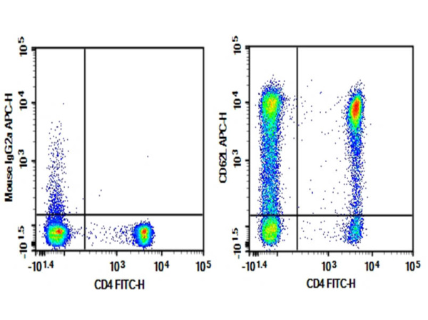 Purified Anti-Human CD62L Antibody[HI62L] (E-AB-F1336A)