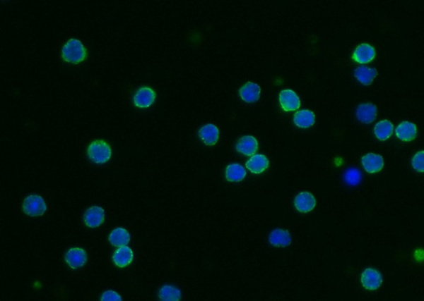 Recombinant CD55/DAF Monoclonal Antibody (AN300521P)