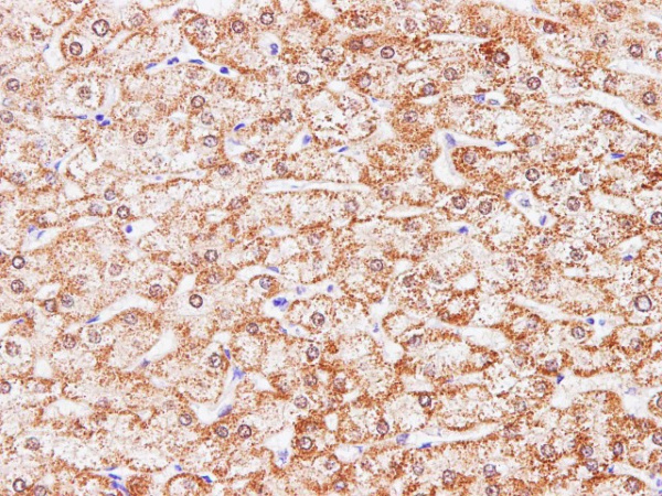CCL2 Polyclonal Antibody (E-AB-40274)