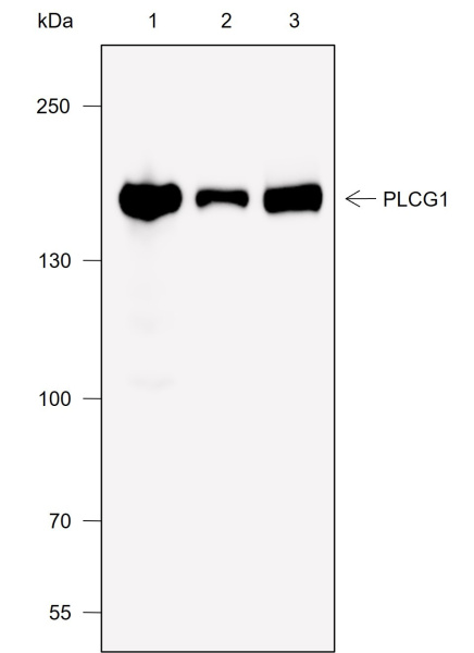Recombinant PLCG1 Monoclonal Antibody (AN301997L)