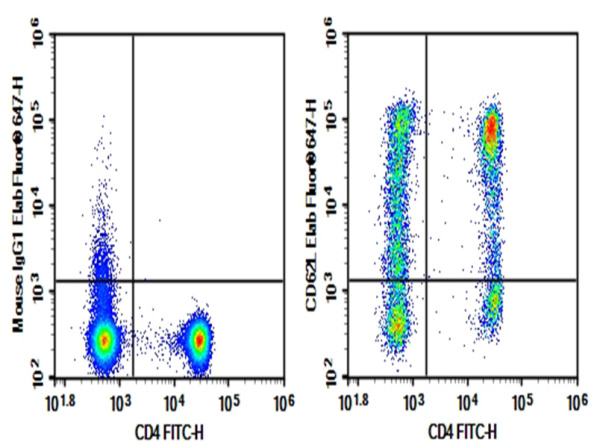 Purified Anti-Human CD62L/SELL Antibody[DREG.55] (AN004770P)