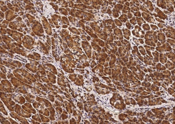 CLPS Monoclonal Antibody (AN200138P)