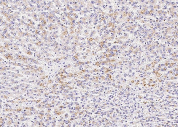 BST2 Monoclonal Antibody (AN200079P)