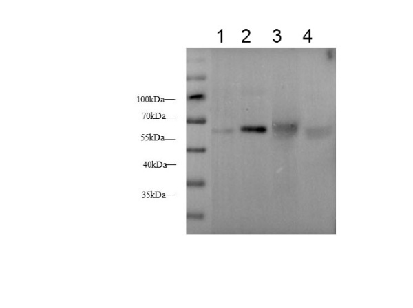 Serpin A1 Polyclonal Antibody (E-AB-40634)
