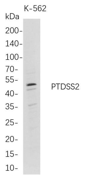 Recombinant PTDSS2 Monoclonal Antibody (AN300768L)