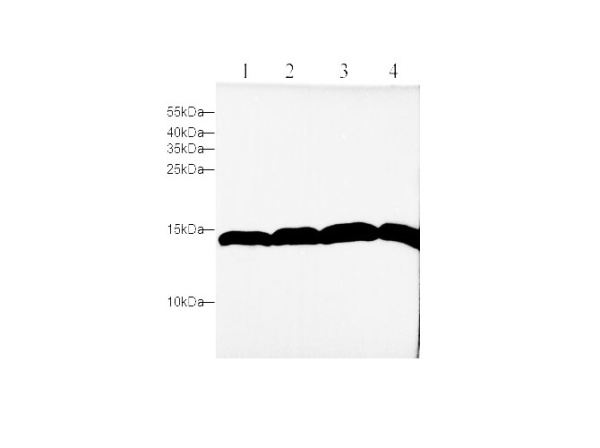 H3C1 Polyclonal Antibody (D-AB-10286L)