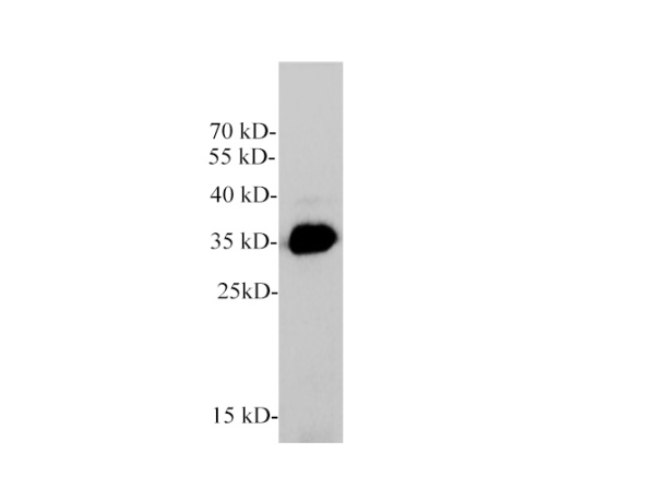 GDF15 Polyclonal Antibody (E-AB-40583)
