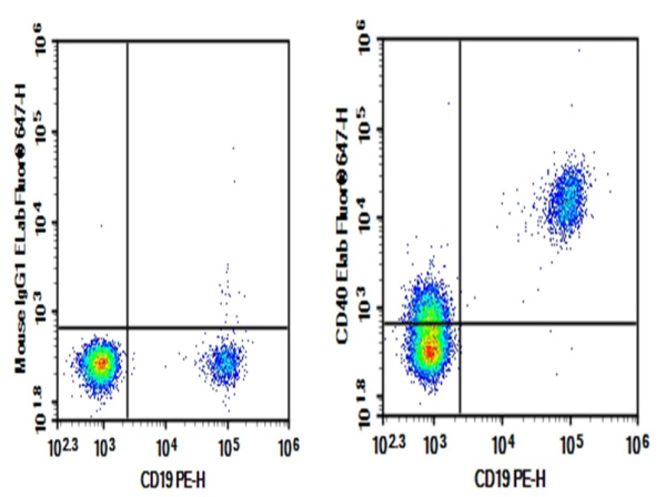 Purified Anti-Human CD40 Antibody[G28.5] (E-AB-F1214A)