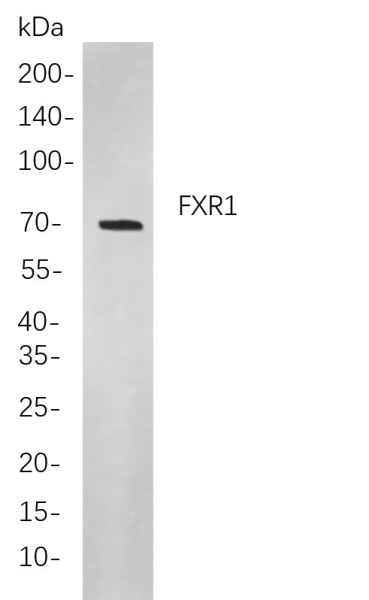 Recombinant FXR1 Monoclonal Antibody (AN301077L)