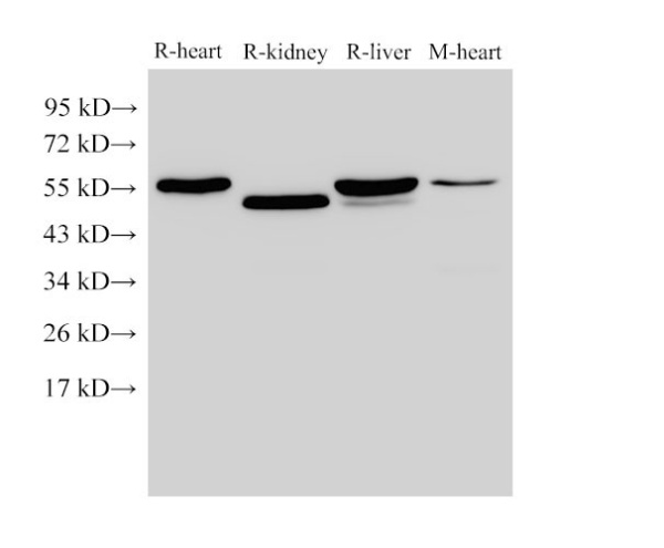 FGB Polyclonal Antibody (E-AB-40405)