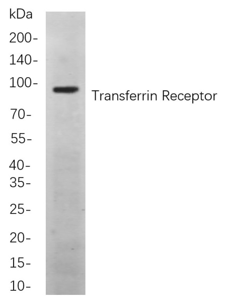 Recombinant Transferrin Receptor Monoclonal Antibody (AN300973L)