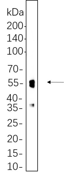 Recombinant NeuN Monoclonal Antibody (AN300601L)
