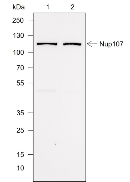 Recombinant NUP107 Monoclonal Antibody (AN302012L)