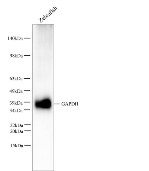 GAPDH Monoclonal Antibody (E-AB-48017)