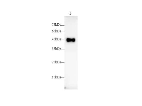 CD200 Polyclonal antibody (AN005980L)
