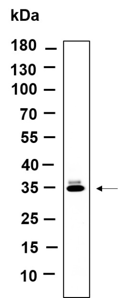 Recombinant OR5I1 Monoclonal Antibody (AN301199L)