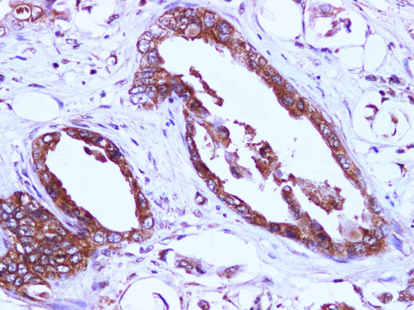 EIF4EBP1 Polyclonal Antibody (E-AB-40327)