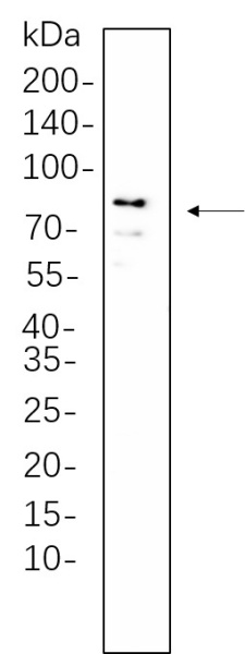 Recombinant DDX4 Monoclonal Antibody (AN301297L)