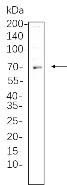 Recombinant Phospho-Syk (Tyr525/526) Monoclonal Antibody (AN301315L)