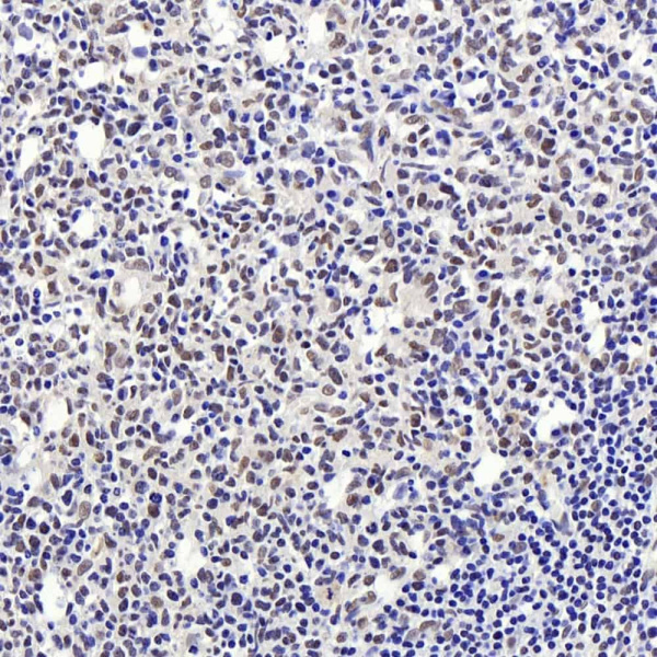 Histone H4 Polyclonal Antibody (E-AB-70364)