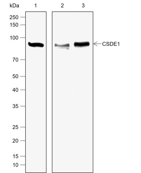 Recombinant CSDE1 Monoclonal Antibody (AN302064L)