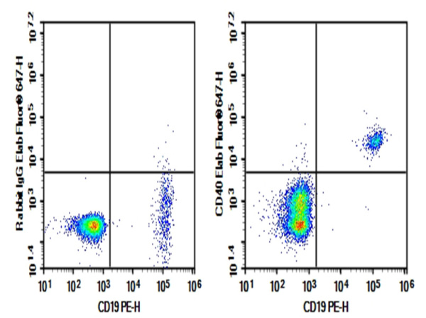 Purified Anti-Human CD40 Antibody[5D12] (AN007930P)