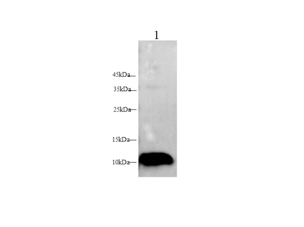 S100A7 Polyclonal Antibody (E-AB-40420)