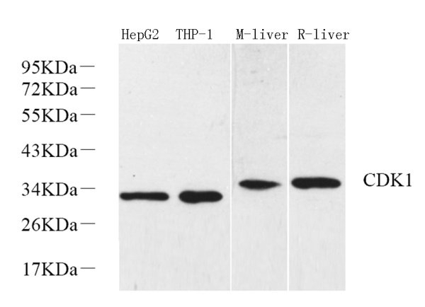 CDK1 Polyclonal Antibody (E-AB-70286)