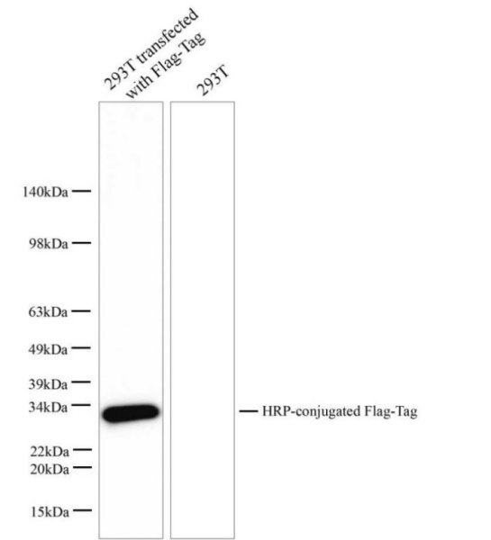 HRP-conjugated Flag-Tag Monoclonal Antibody (AN00299HP)