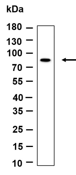 Recombinant Phospho-TBK1 (Ser172) Monoclonal Antibody (AN301141L)