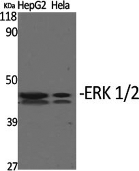 ERK 1/2 Polyclonal Antibody (E-AB-31372)