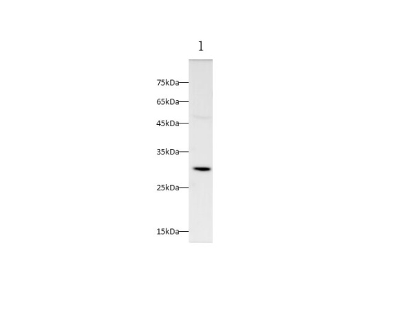 TIMP1 Polyclonal Antibody (D-AB-10195L)