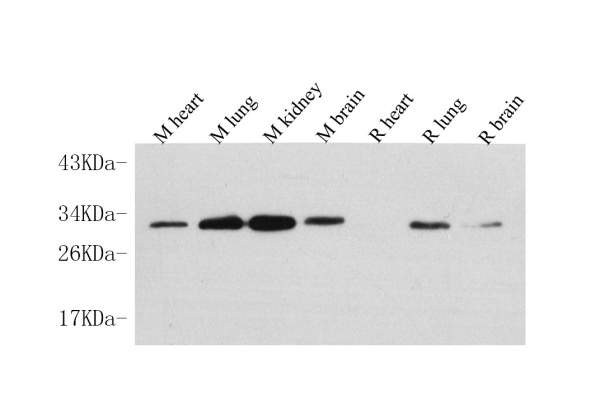 PDGFB Polyclonal Antibody (E-AB-70120)