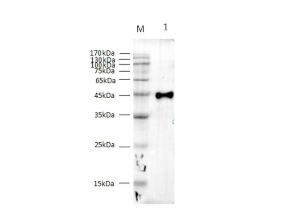 Strep-Tag II Monoclonal Antibody (E-AB-48009)