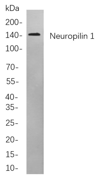 Recombinant Neuropilin 1 Monoclonal Antibody (AN301067L)