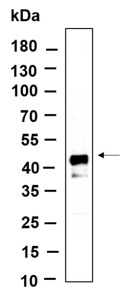 Recombinant DNAJA4 Monoclonal Antibody (AN301218L)