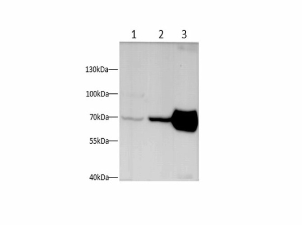 NEFL Polyclonal Antibody (E-AB-40657)