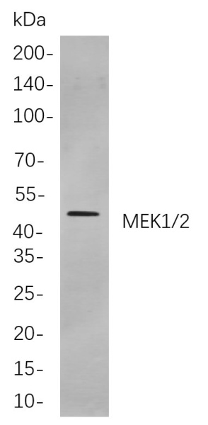 Recombinant MEK1/2 Monoclonal Antibody (AN300922L)
