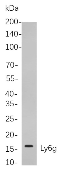 Recombinant Ly6g Monoclonal Antibody (AN300878L)