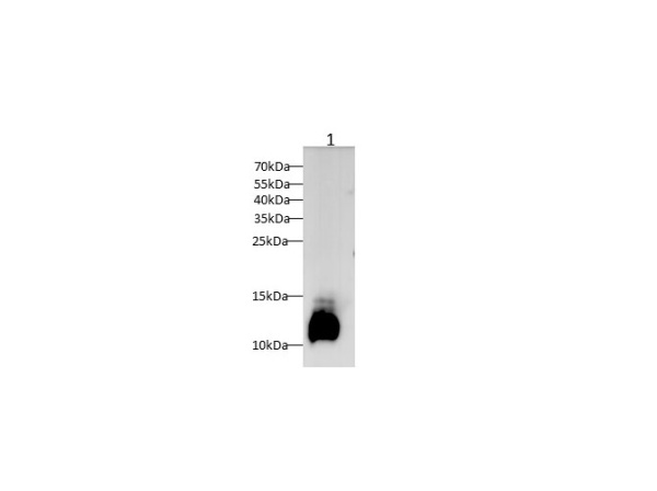 C3 Polyclonal Antibody (D-AB-10387L)