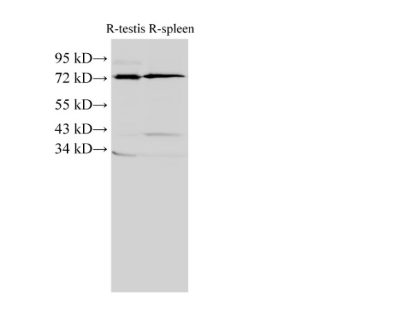 ANXA6 Polyclonal Antibody (E-AB-40260)